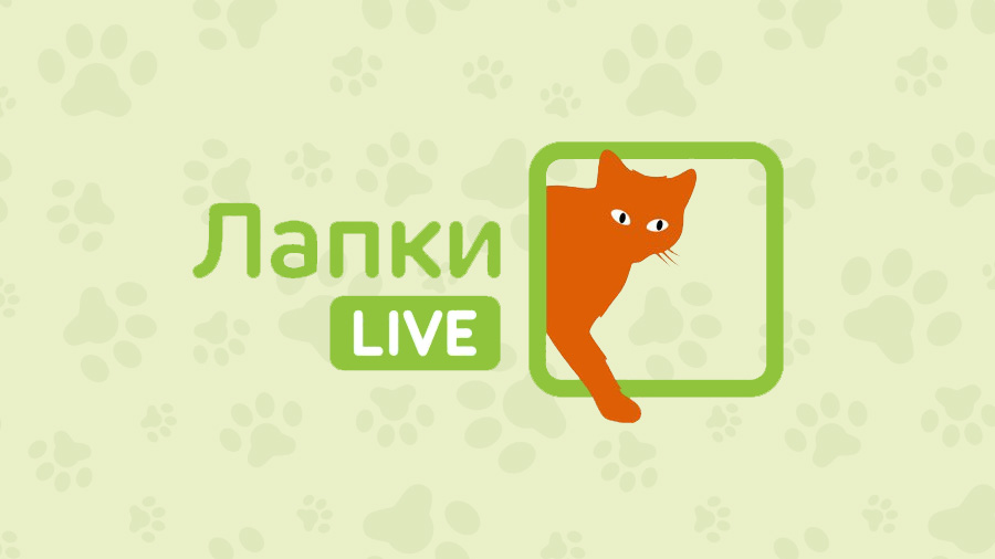 Запущен канал для животных «Лапки Live»